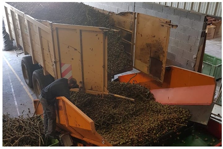 Arrivée des Noix de Grenoble à la ferme